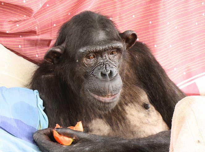 Rescued Chimpanzees of the Congo with Jane Goodall - Filmfotos