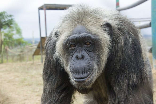 Rescued Chimpanzees of the Congo with Jane Goodall - Photos