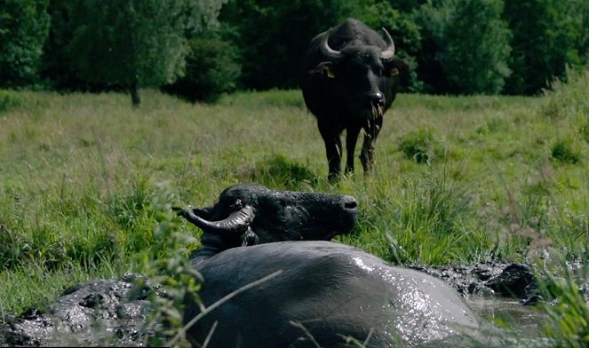 Abenteuer Wildnis: Große Taten für kleine Arten - Kuvat elokuvasta