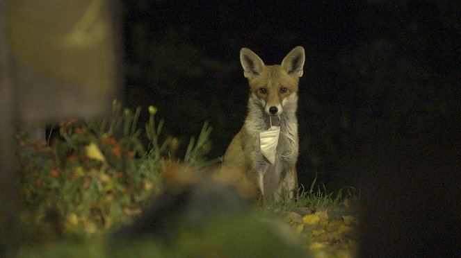 Universum: Plötzliche Stille - Wildtiere in der Pandemie - Z filmu