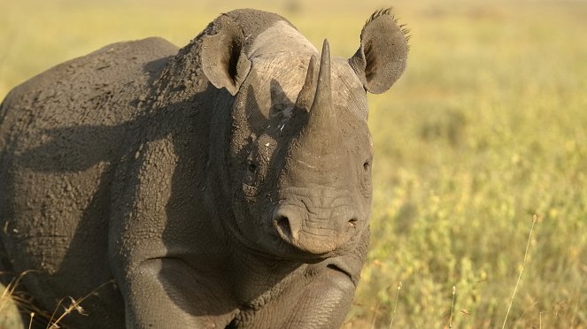 Universum: Plötzliche Stille - Wildtiere in der Pandemie - Z filmu