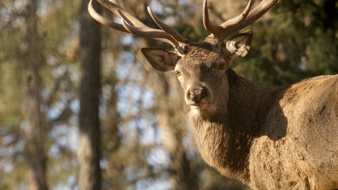 Universum: Plötzliche Stille - Wildtiere in der Pandemie - Z filmu