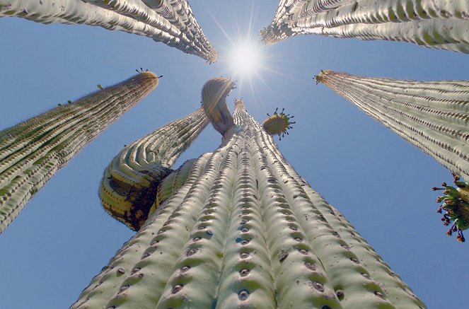 Kaktus Hotel - Filmfotos