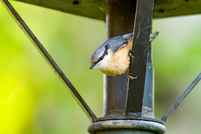 Faszinierende Wildtiere im Park - Kuvat elokuvasta