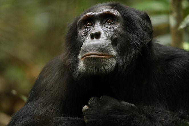 El imperio de los chimpancés - De la película