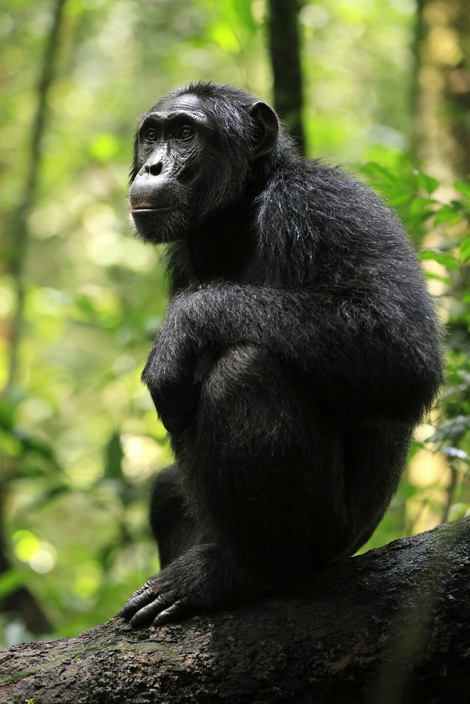 A csimpánzok birodalma - Filmfotók