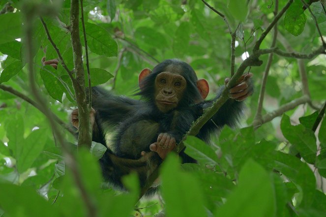 L'Empire des chimpanzés - Film