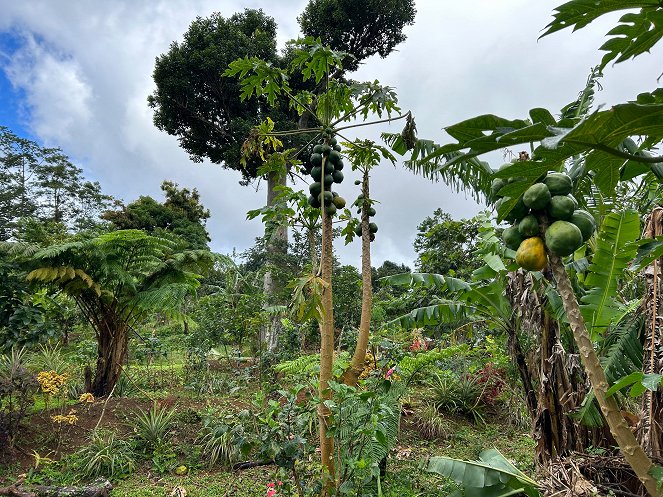 Das Paradies in der Ferne. Dominica - Die Naturinsel in der Karibik - De la película
