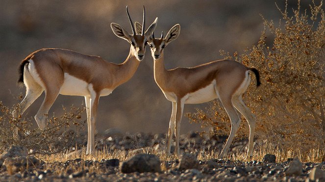 Izrael vadvilága - Filmfotók