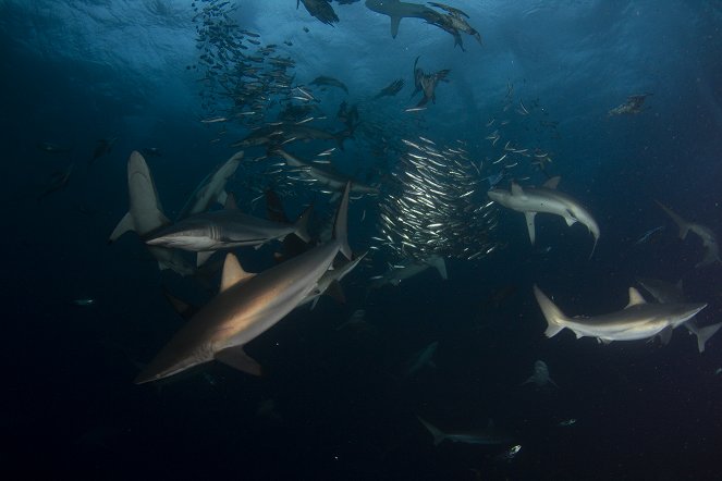 Planet Shark - De la película