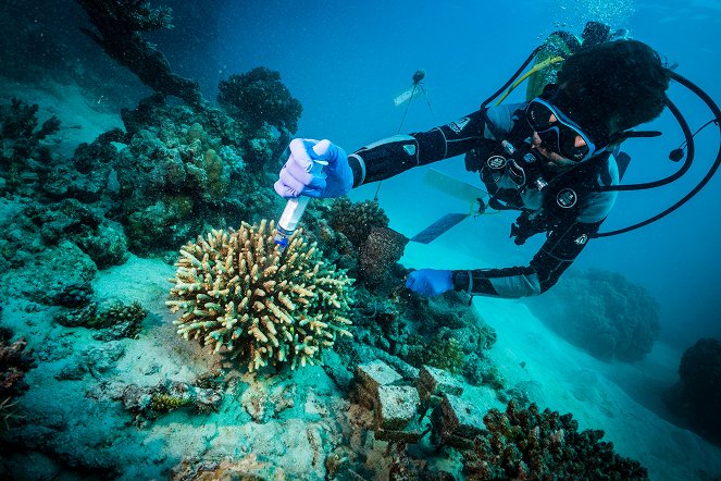Wasser - Zauber der Korallenriffe - Filmfotos