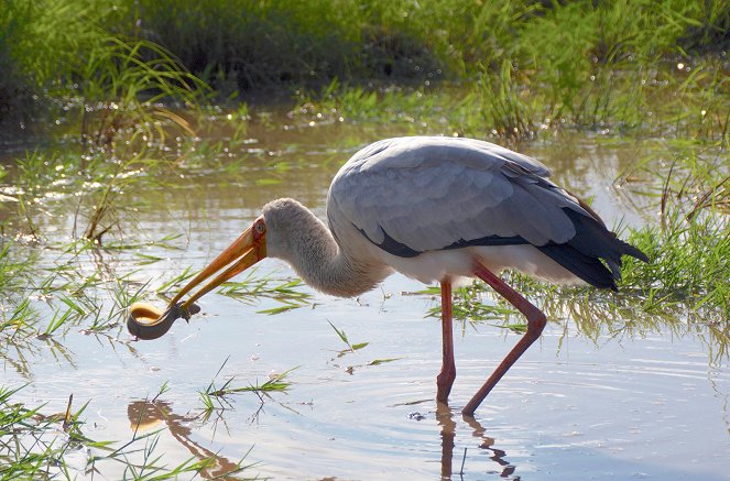 Kenia - Eine Oase im Sand - De la película