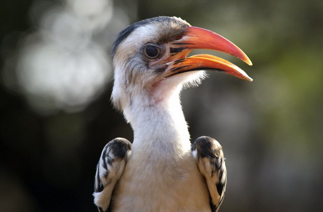 Kenia - Eine Oase im Sand - Z filmu