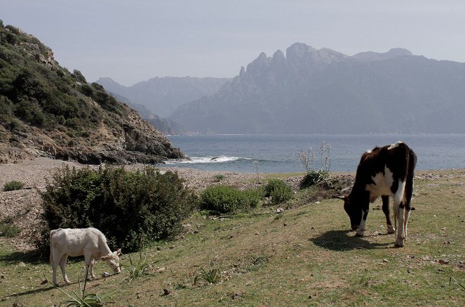 La France sauvage - La Corse, les trésors des fonds marins - Van film