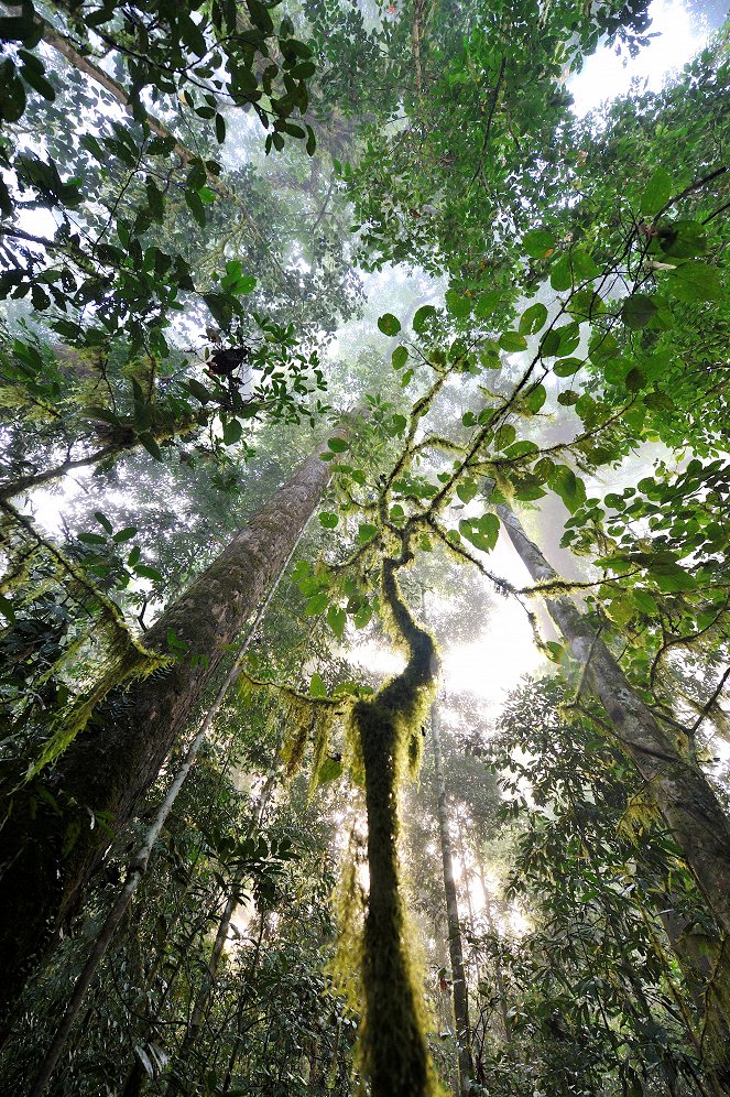 Kinabatangan, der Amazonas des Ostens - Filmfotos
