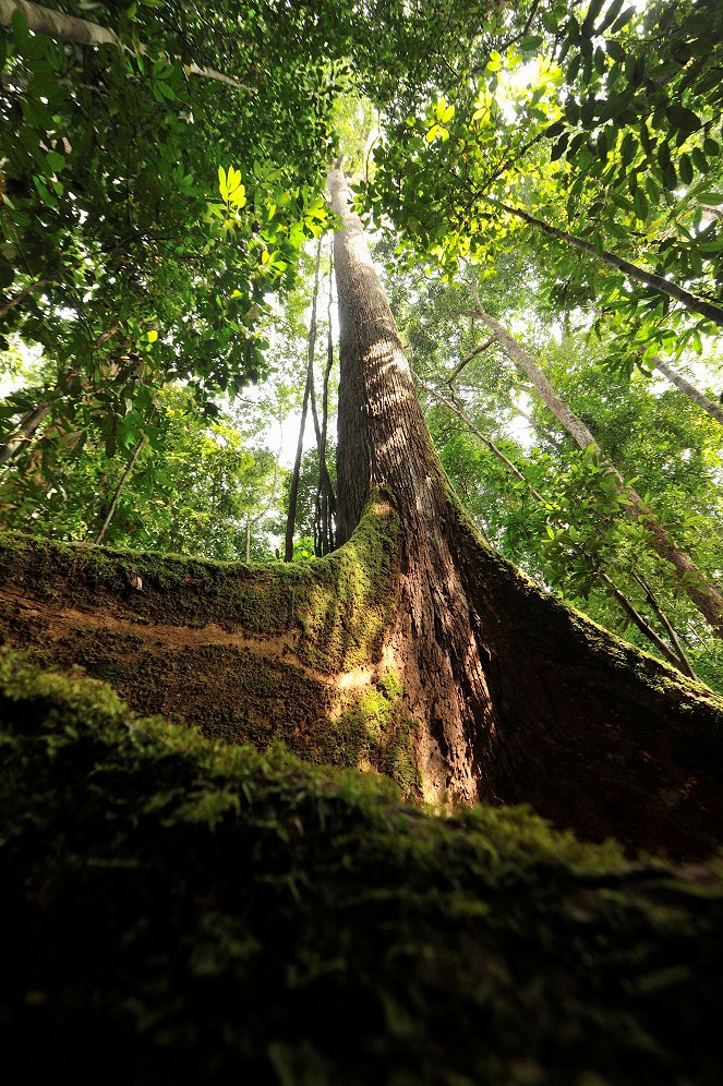 Kinabatangan, der Amazonas des Ostens - Filmfotos