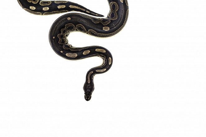 Pythons and the Exotic Pet Trade - Photos