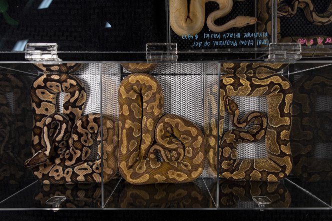 Pythons and the Exotic Pet Trade - Photos