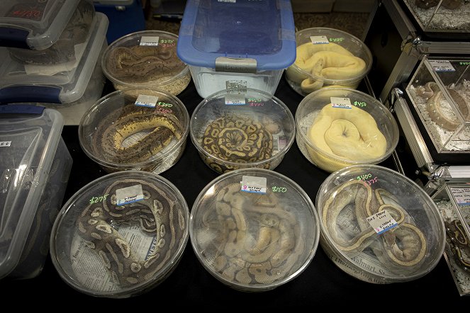 Pythons and the Exotic Pet Trade - Film