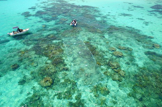 Les Défis de la Grande Barrière de corail - Photos