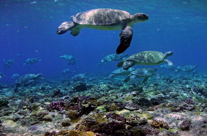 Im Einsatz am Great Barrier Reef - Filmfotos