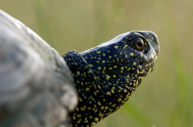 La France sauvage - La Brenne, le pays aux mille étangs - Film