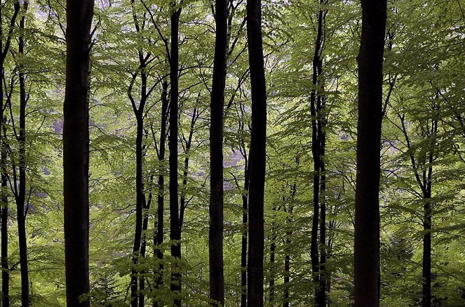 La France sauvage - Les Vosges, la forêt mystérieuse - Kuvat elokuvasta