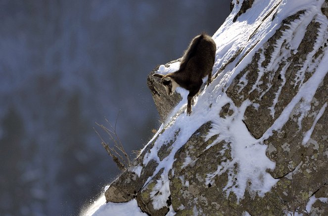 Wild France - Les Alpes, les sommets de l'extrème - Photos