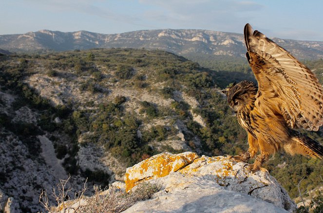 Wild France - La Provence, le règne du soleil - Photos