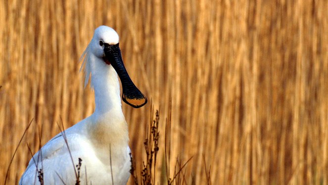 La France sauvage - Le Littoral Nord, le paradis des oiseaux - Van film