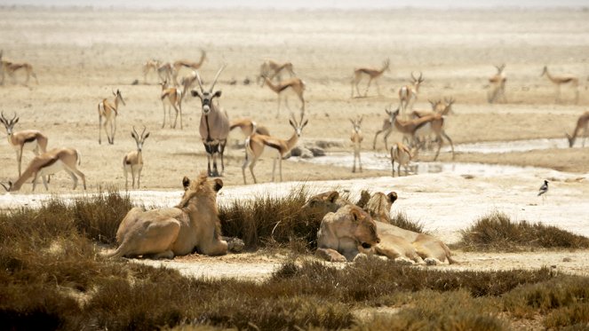 Corridors sauvages - Vivre avec les lions du désert - Filmfotók