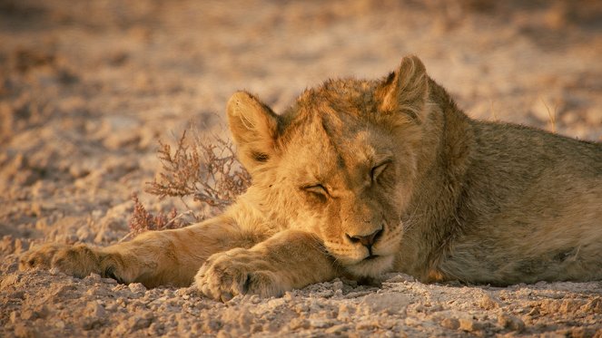 Corridors sauvages - Vivre avec les lions du désert - De filmes