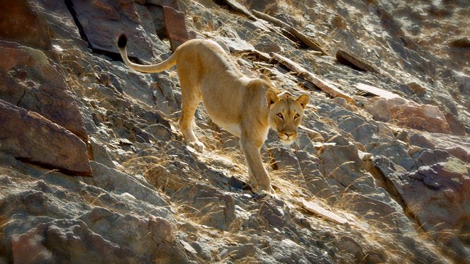 Corridors sauvages - Vivre avec les lions du désert - Film