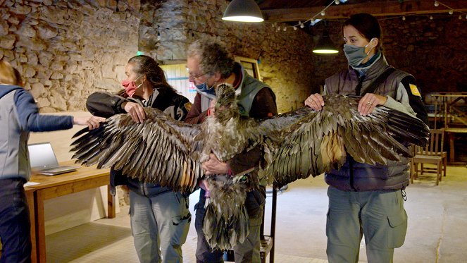 Corridors sauvages - Vivre avec les vautours gypaètes - De la película