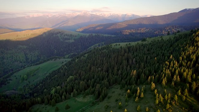 Freie Bahn für Wildtiere - Leben mit den Karpatenbären - Filmfotos