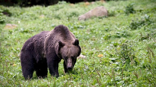 Corridors sauvages - Vivre avec les ours des Carpates - De la película