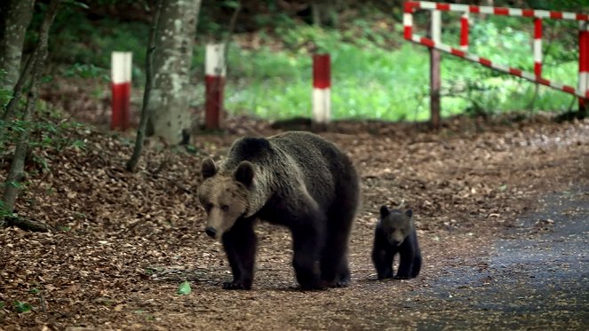 Corridors sauvages - Vivre avec les ours des Carpates - Film