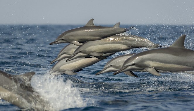 La Méditerranée révélée - Le Jour des baleines - Photos