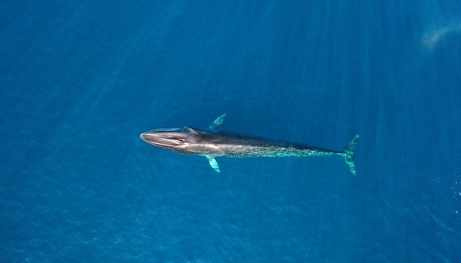 La Méditerranée révélée - Le Jour des baleines - Z filmu