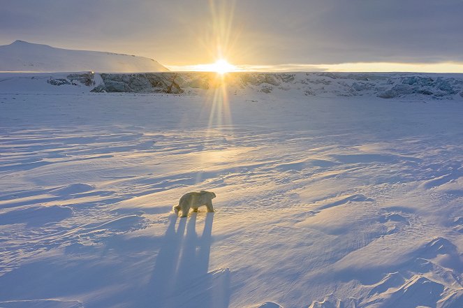Polar Bear - Filmfotók