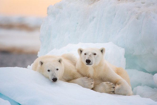 Život polárneho medveďa - Z filmu