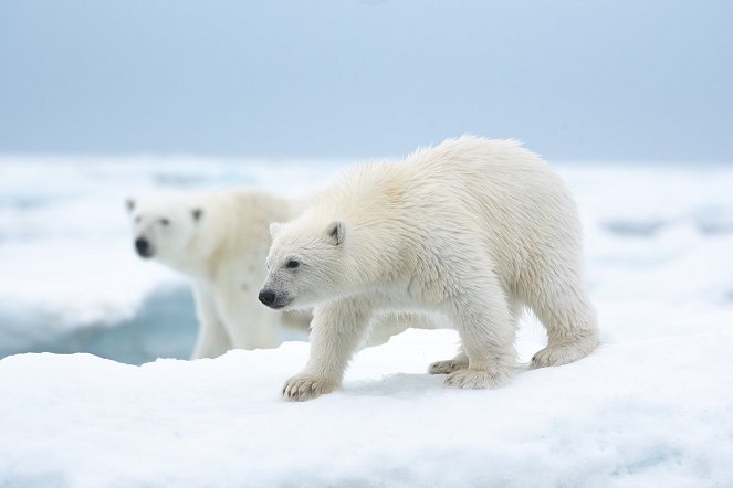 Niedźwiedzica polarna - Z filmu