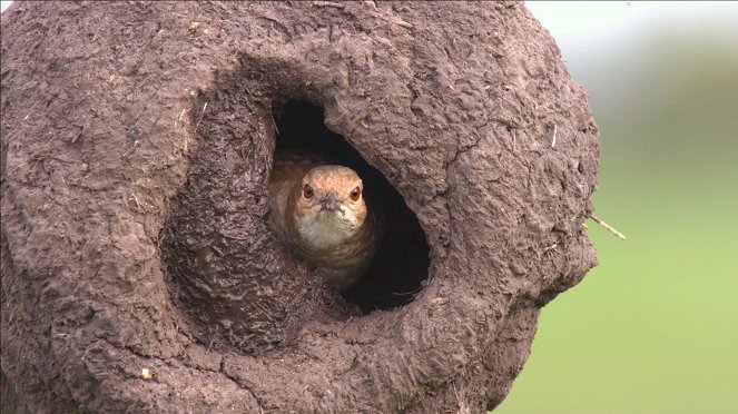 Tierische Superbauten - Wunderwerk Nest - Photos