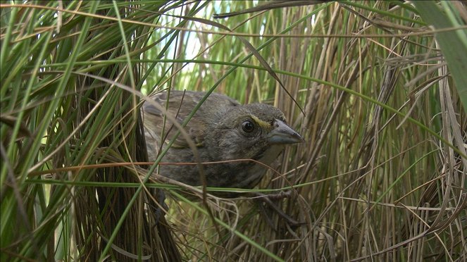 Tierische Superbauten - Wunderwerk Nest - Film