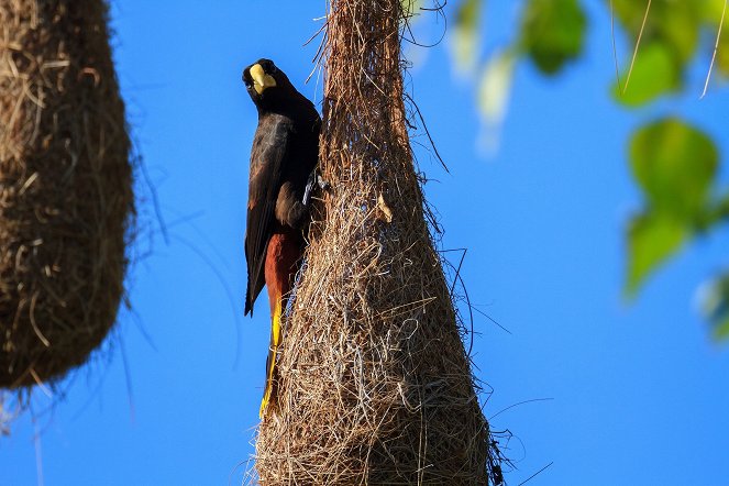 Tierische Superbauten - Wunderwerk Nest - Photos