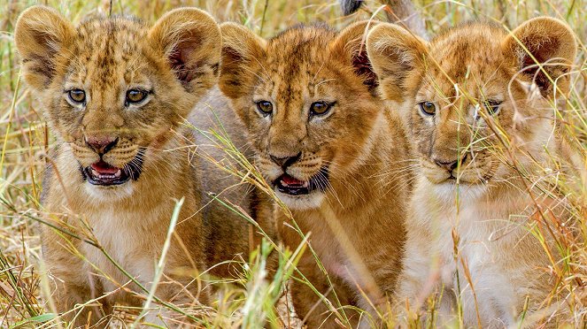 Serengeti - Season 3 - Kinship - Photos