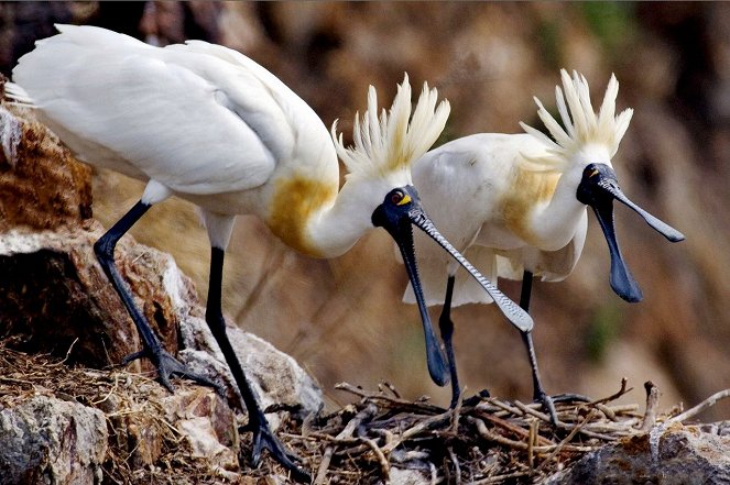 Caring for Black-Faced Spoonbill - Photos