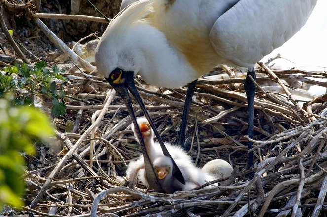 Caring for Black-Faced Spoonbill - Photos