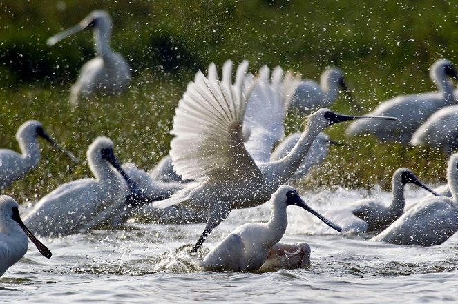 Caring for Black-Faced Spoonbill - Photos