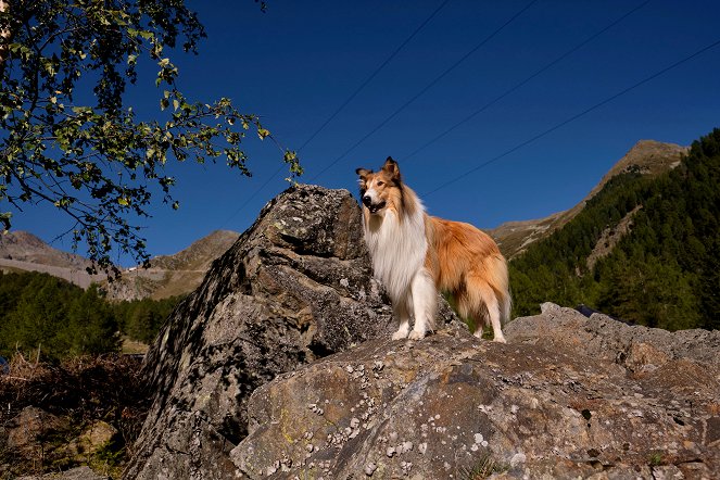 Lassie – Ein neues Abenteuer - Filmfotos